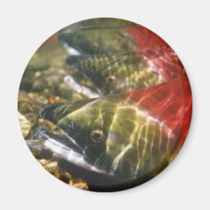 Íman Salmões de Sockeye