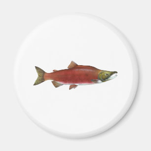 Íman Salmões de Sockeye