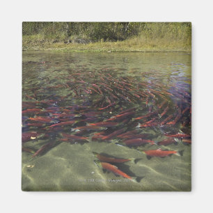 Íman Salmões de Sockeye vermelhos que mmoem no
