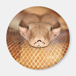 Íman Salmon Boa Magnet