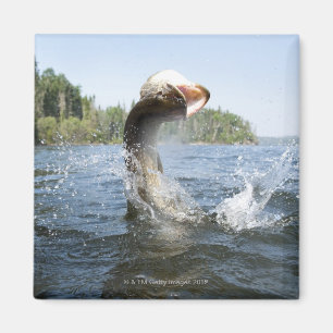 Íman Saltar de Pike do norte da água em um lago