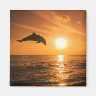 Íman Salto do golfinho de Bottlenose