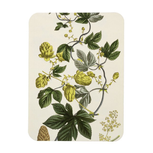 Íman Salto Vine, do 'Jovem Landsman', publicou Vie (Vertical)