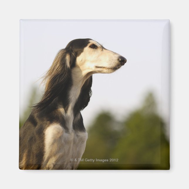Íman Saluki 2 (Frente)