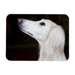Íman Saluki que olha acima