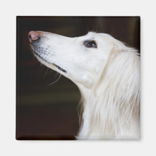 Íman Saluki que olha acima