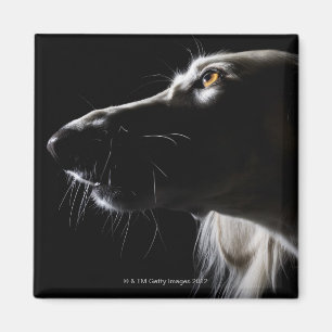 Íman Saluki, retrato
