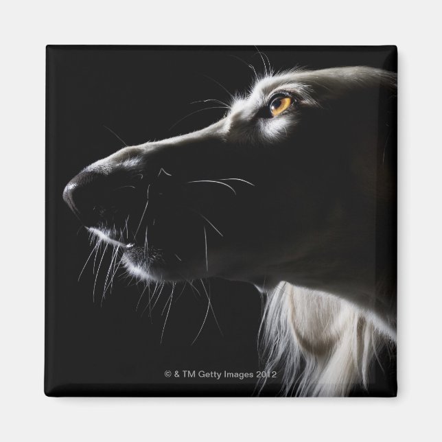 Íman Saluki, retrato (Frente)