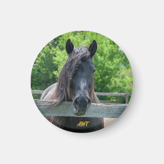 Íman Salvamento em cavalos AHT