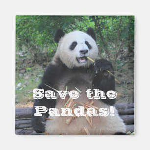 Íman Salve os Ímãs de Pandas Gigantes