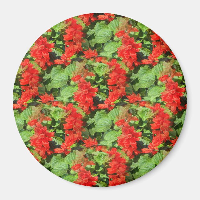 Íman Salvia. (Frente)