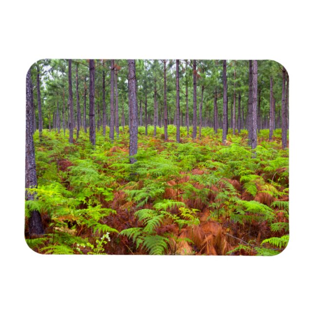 Íman Samambaia Comum (Pteridium Aquilinum) Crescendo (Horizontal)