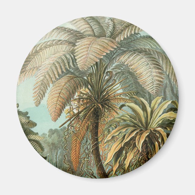 Íman Samambaia Palmeira Antiga Arte Botânica de Samamba (Frente)