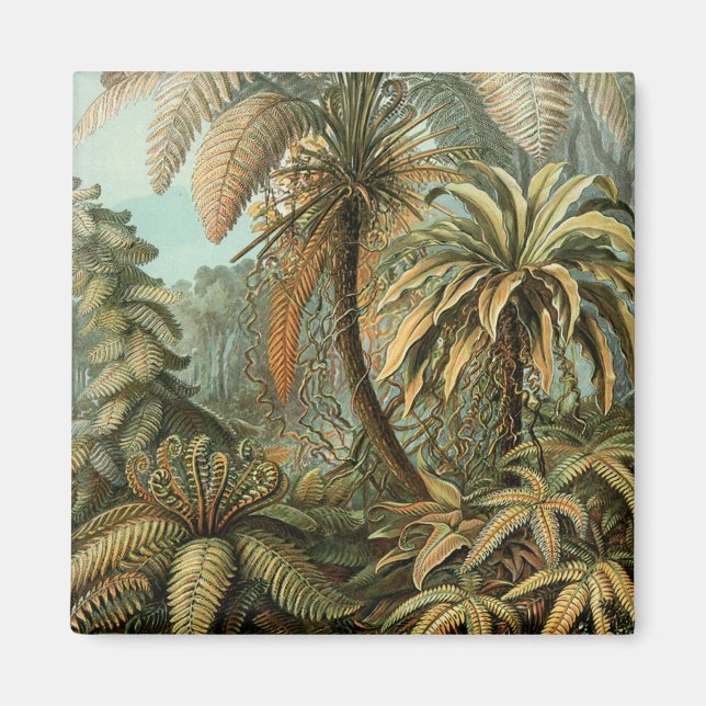 Íman Samambaia Palmeira Arte Botânica Antiga de Samamba (Frente)