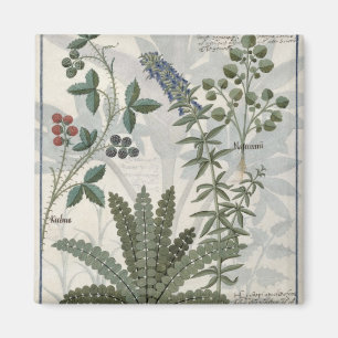 Íman Samambaias, amoras e flores