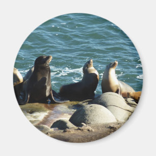 Íman San Diego Sea Lions