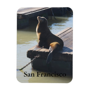 Íman San Francisco Pier 39 Sea Lion #2 Magnet