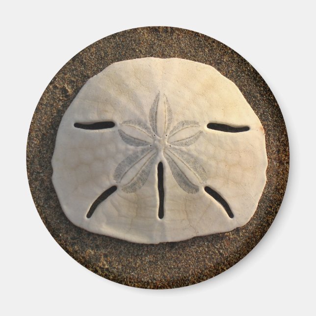 Íman Sand Dollar Sea Shell Beach Magnet (Frente)