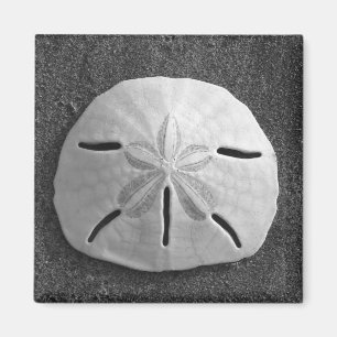 Íman Sand Dollar Sea Shell Beach Magnet