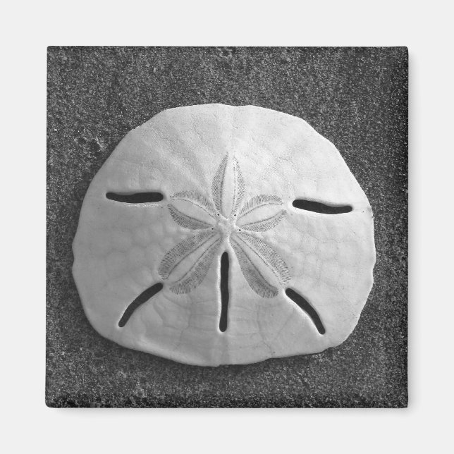 Íman Sand Dollar Sea Shell Beach Magnet (Frente)
