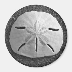 Íman Sand Dollar Sea Shell Beach Magnet
