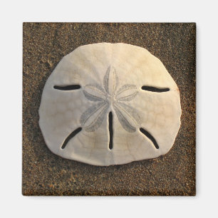 Íman Sand Dollar Sea Shell Beach Magnet