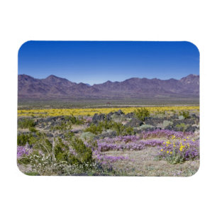 Íman Sand Verbena & Desert Dourado na Amboy Crater, CA,