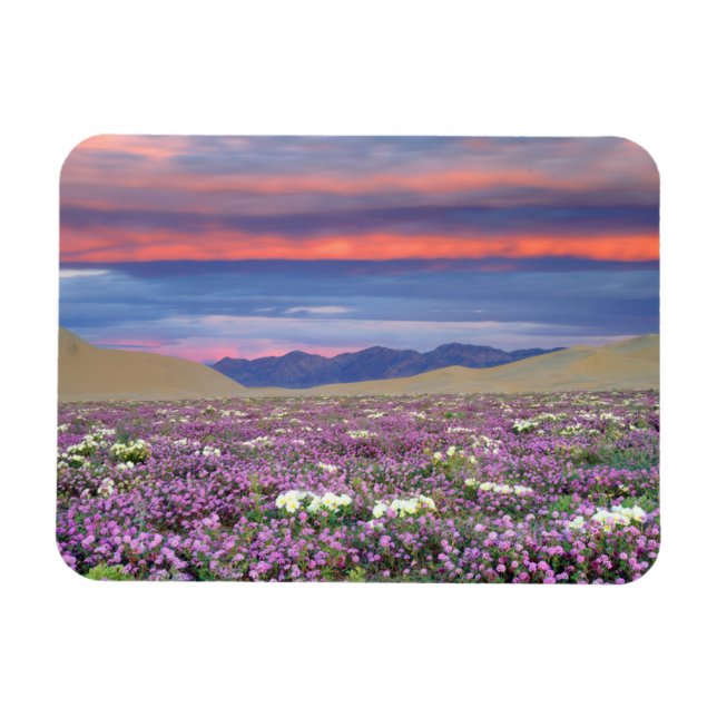 Íman Sand Verbena & Dune Primrose Wildflower no Sunset (Horizontal)