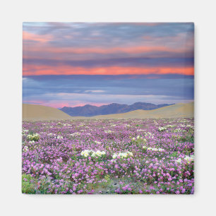 Íman Sand Verbena e flores silvestres de Primrose Dune