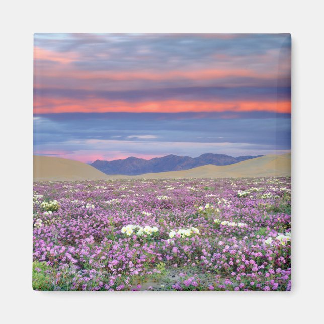 Íman Sand Verbena e flores silvestres de Primrose Dune  (Frente)