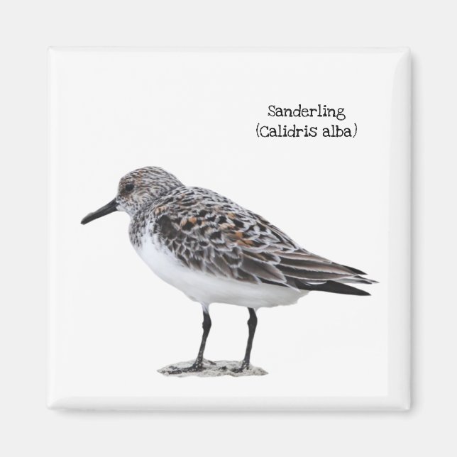 Íman Sanderling (Frente)