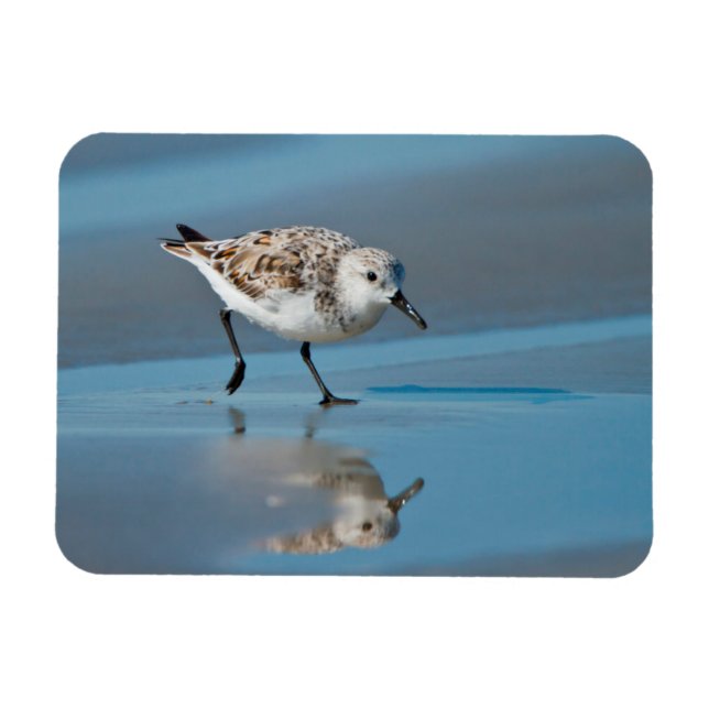 Íman Sanderling (Calidris Albe) se Alimentando na Praia (Horizontal)