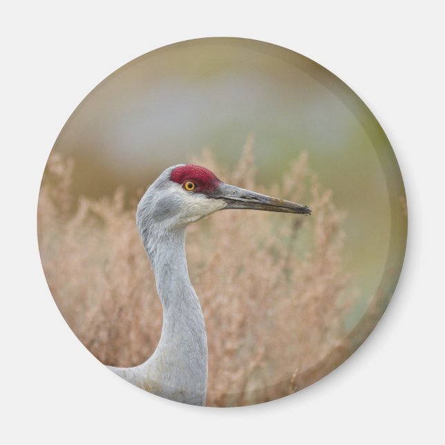 Íman Sandhill Crane (Frente)