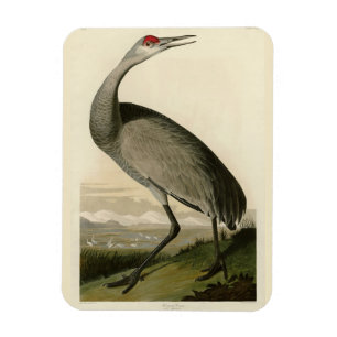 Íman Sandhill Crane das Aves da América de Audubon