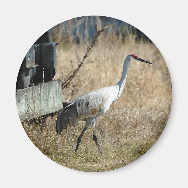 Íman Sandhill Crane Magnet (Frente)