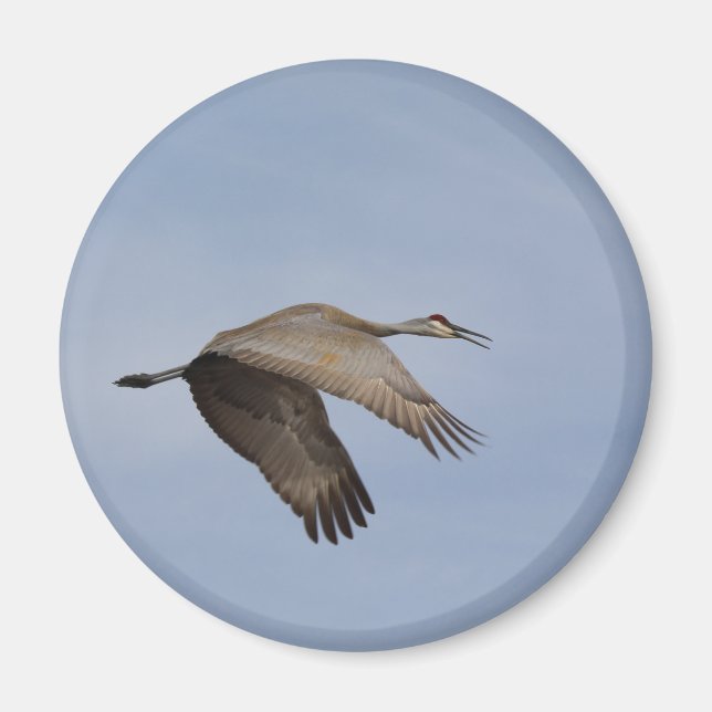 Íman Sandhill Crane Magnet (Frente)