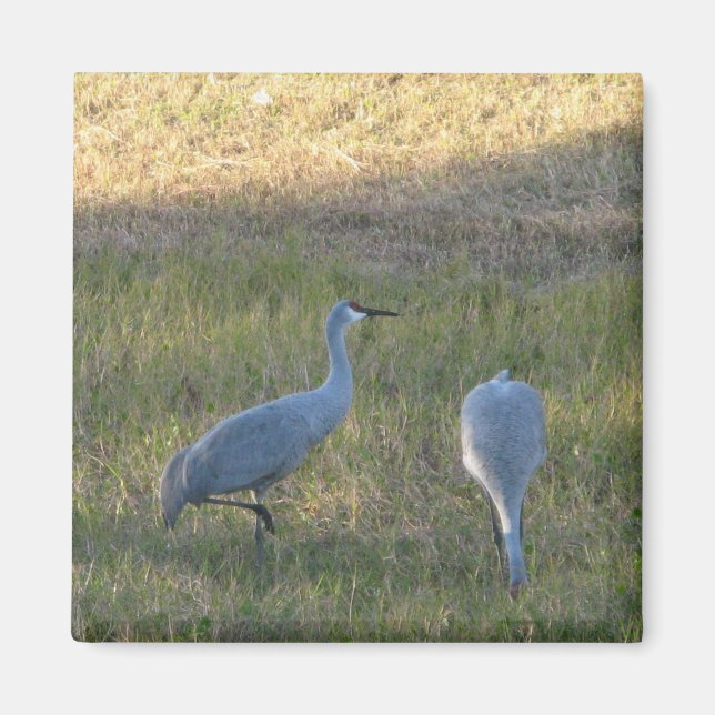 Íman Sandhill Cranes no Grass Photo Magnet (Frente)