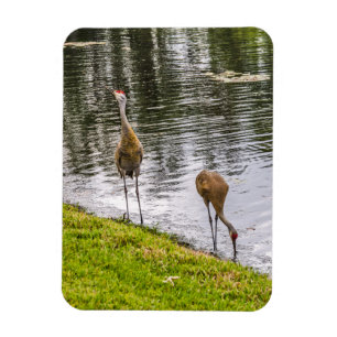 Íman Sandhill Cranes num lago da Flórida