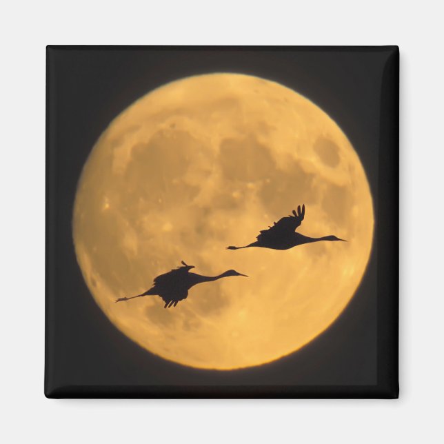 Íman Sandhill Cranes | Reserva Nacional de Fauna Selvag (Frente)