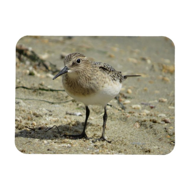 Íman Sandpiper no Imã de Praia (Horizontal)
