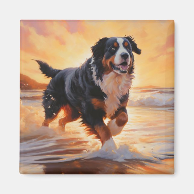 Íman Sandy Paws Bernese Mountain Dog em Beach Sunset (Frente)