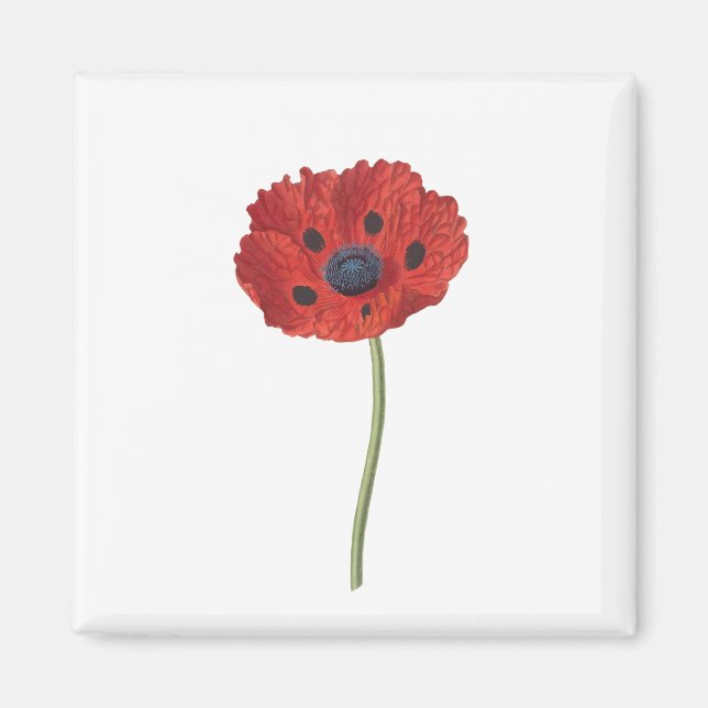 Íman Sangue do Flor da Flor Poppy (Frente)