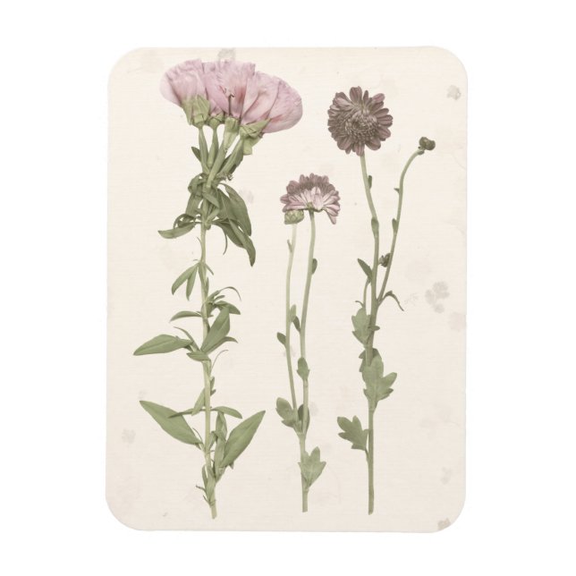 Íman Sangue Pressionado - Rosa (Vertical)