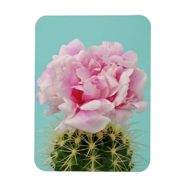 Íman Sangue Rosa No Topo Do Cactus Espioso (Vertical)