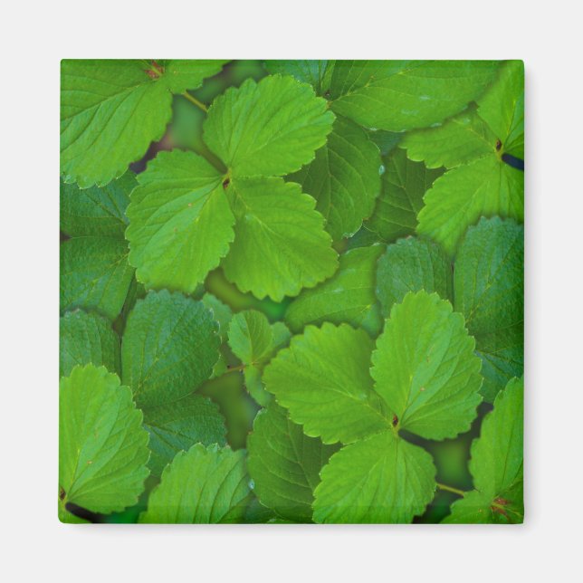Íman Santo Basil Tulsi Green Mint Folhas (Frente)