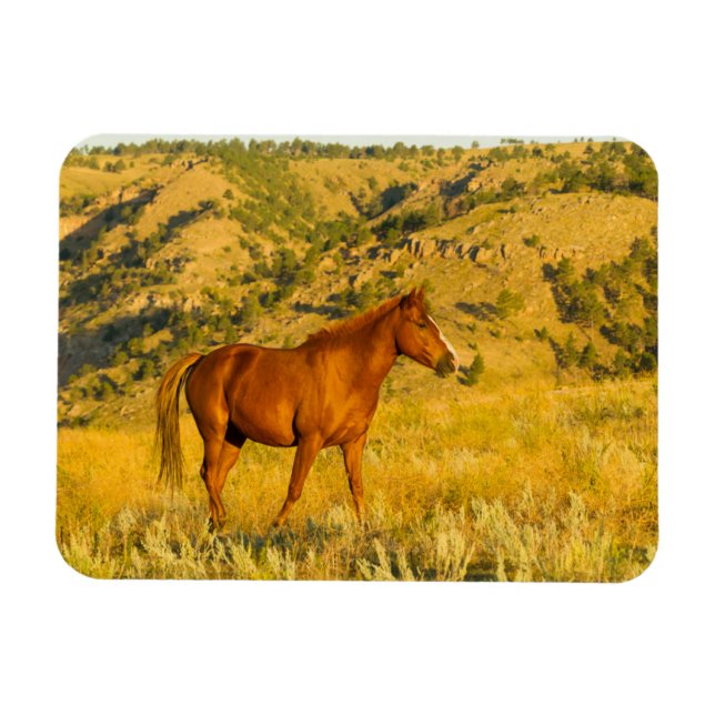 Íman Santuário de Cavalo Selvagem. (Horizontal)