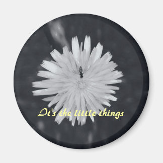 Íman São as Pequenas Coisas