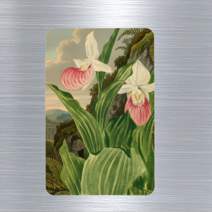 Íman Sapatinho de Dama Rosa Orquídea Botânica Vintage