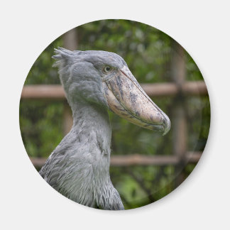 Íman Sapato (Balaeniceps rex)