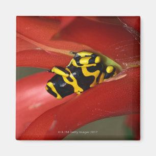 Íman sapo Amarelo-unido do veneno